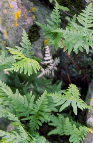 イノモトソウ科 | Corvet Photo Agency