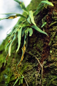 シダ植物門 | Corvet Photo Agency