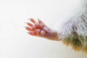 肉球 | Corvet Photo Agency