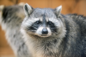 アライグマ属 | Corvet Photo Agency