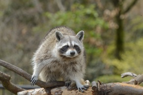 アライグマ 様 アライグマ属 | Corvet Photo Agency