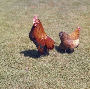 ニワトリ | Corvet Photo Agency