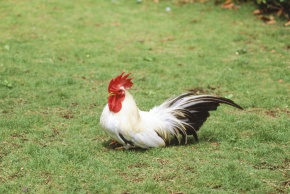 ニワトリ | Corvet Photo Agency