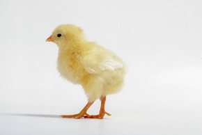 ニワトリ | Corvet Photo Agency