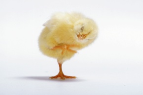 ニワトリ | Corvet Photo Agency