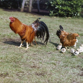 ニワトリ | Corvet Photo Agency