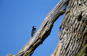 ズアカキツツキ属 | Corvet Photo Agency