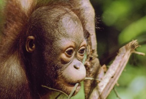 オランウータン☻ オラウータン属 | Corvet Photo Agency