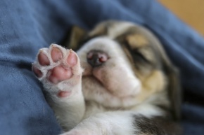 肉球 | Corvet Photo Agency