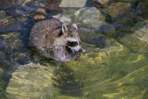 アライグマ属 | Corvet Photo Agency