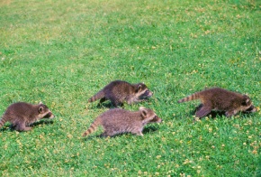 アライグマ 様 Era9askUYAElv_P.jpg