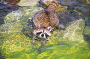 アライグマ属 | Corvet Photo Agency