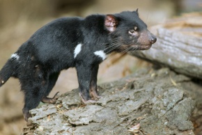 タスマニアデビル属 | Corvet Photo Agency