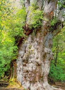 スギ属 | Corvet Photo Agency