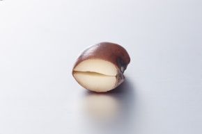 ロメオ種子 発芽 参考画像 種子の発芽は、種子胚は、苗に成長するプロセスです。幼根や種子