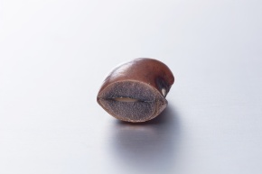 種子の断面 | Corvet Photo Agency