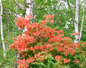 ツツジ属 | Corvet Photo Agency