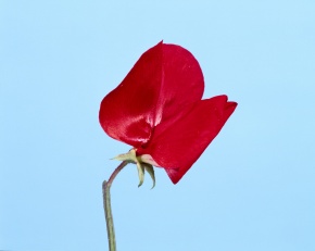 エンドウ属 Corvet Photo Agency エンドウ属 Corvet Photo Agency