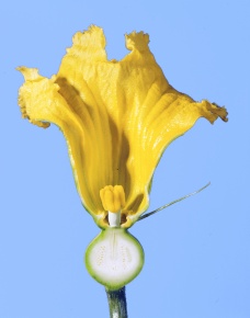 花の断面 Corvet Photo Agency 花の断面 Corvet Photo Agency