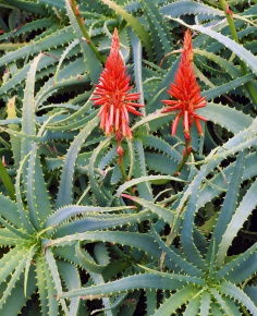 アロエ属 | Corvet Photo Agency