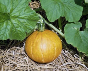 カボチャ属 Corvet Photo Agency