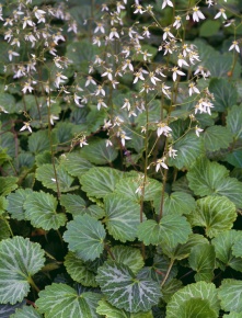 ユキノシタ科 Corvet Photo Agency