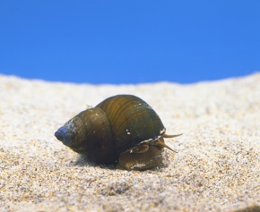 原始紐舌目 Corvet Photo Agency