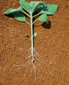 根のつくり Corvet Photo Agency