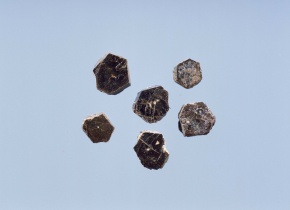 Biotite | Corvet Photo Agency