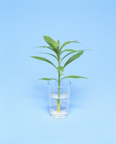 挿し木 | Corvet Photo Agency