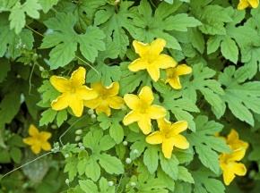 スミレ目 Corvet Photo Agency