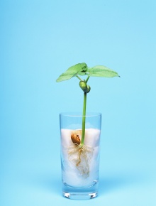 インゲンマメの発芽から成長の連続する写真を見る Corvet Photo Agency