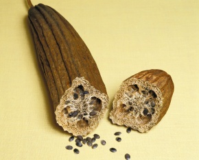 ヘチマ属 | Corvet Photo Agency