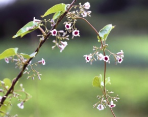 小鳥（ヘクソカズラ）　ワイヤークラフト　蔓植物　半立体　蔓の実　木の実 ヘクソカズラ属 | Corvet Photo Agency