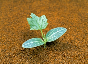 ヘチマ | Corvet Photo Agency