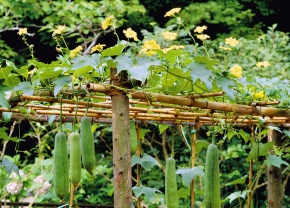 ヘチマ属 | Corvet Photo Agency