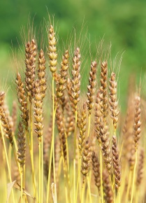 コムギ属 | Corvet Photo Agency