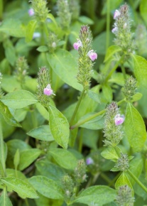 キツネノマゴ科 Corvet Photo Agency