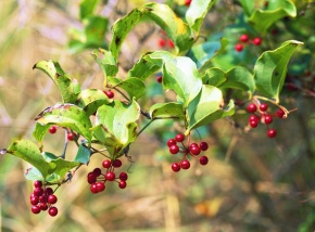 サルトリイバラ科 Corvet Photo Agency