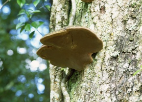 サルノコシカケ科 | Corvet Photo Agency