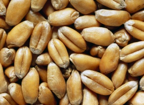 コムギ属 | Corvet Photo Agency