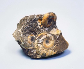 化石 | Corvet Photo Agency