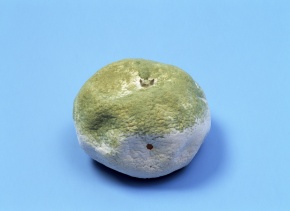 オカピ属 | Corvet Photo Agency