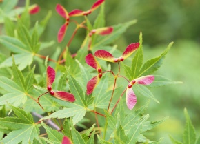 イロハモミジ | Corvet Photo Agency