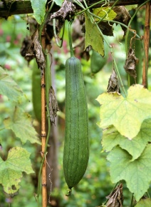 ヘチマ属 | Corvet Photo Agency