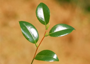 落葉様 確認用ページ Amazon.co.jp: KOOPRO ベッドガード サポ-ト脚 人感センサー