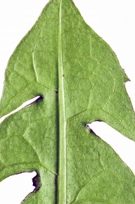 一枚の葉 葉の構造 | Corvet Photo Agency