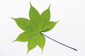 葉の構造 | Corvet Photo Agency