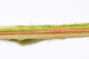 葉脈 Corvet Photo Agency