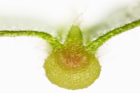 葉の断面 | Corvet Photo Agency